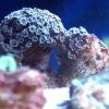 Korallen - LPS Korallen